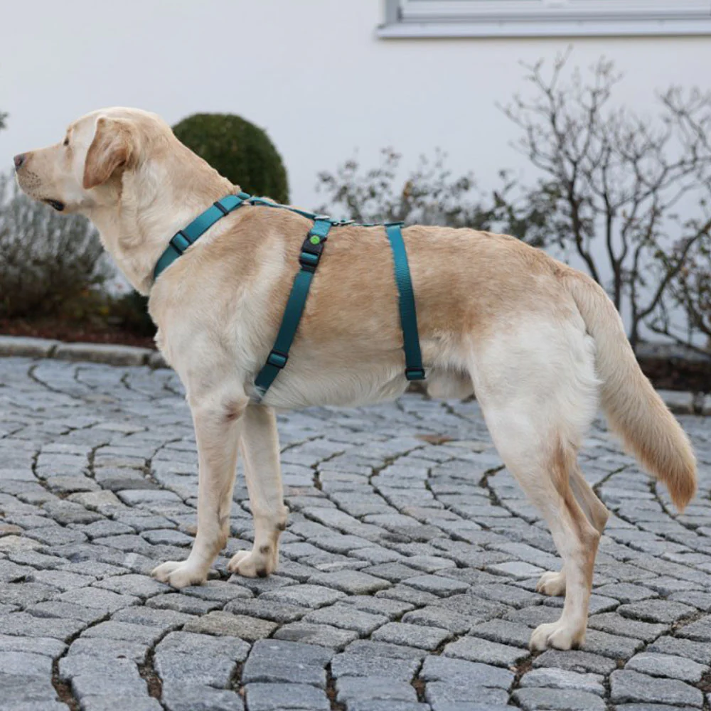 Pettorina antipanico Miami per cani - Image 11