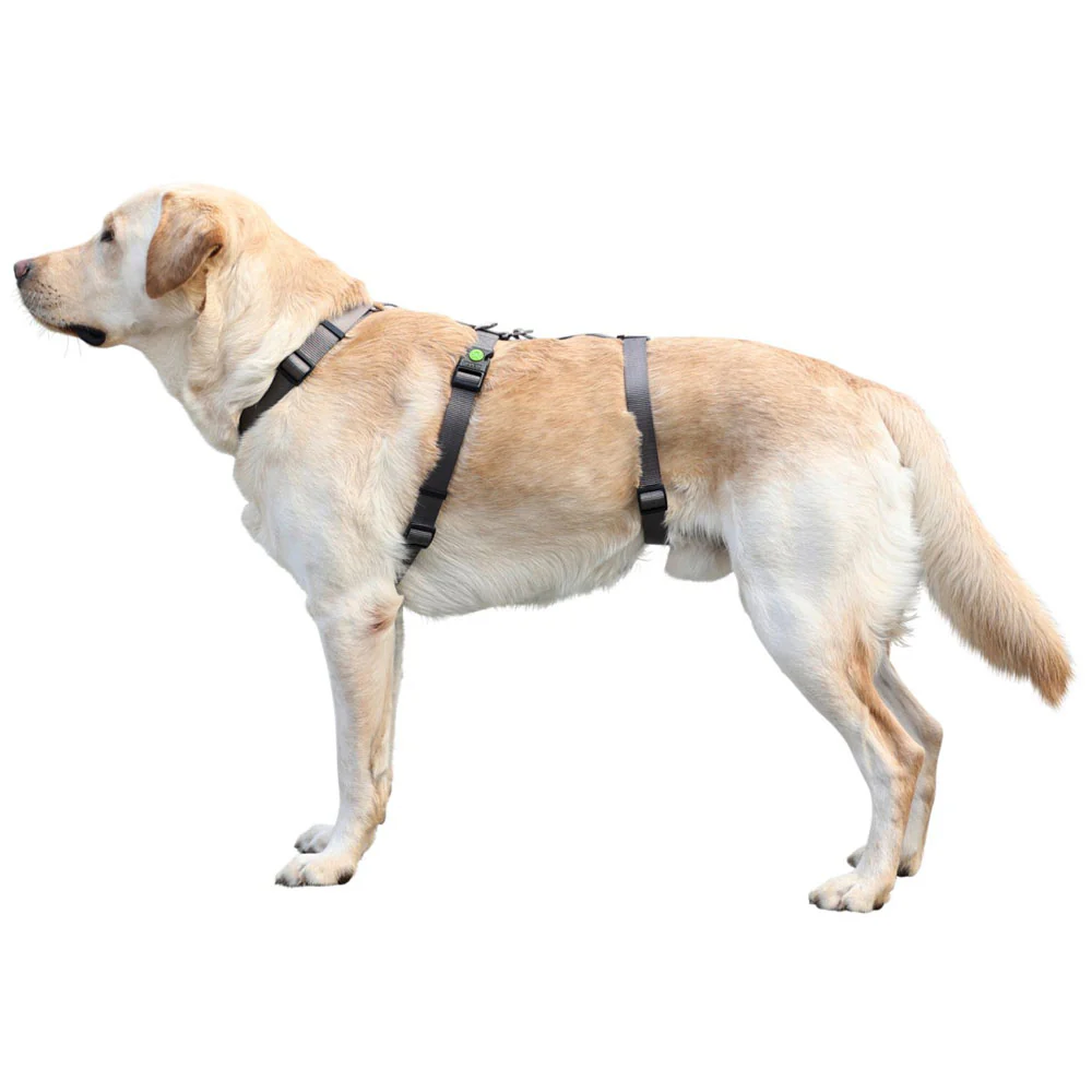 Pettorina antipanico Miami per cani - Image 4