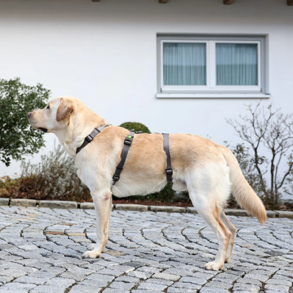 Pettorina antipanico Miami per cani - Image 5