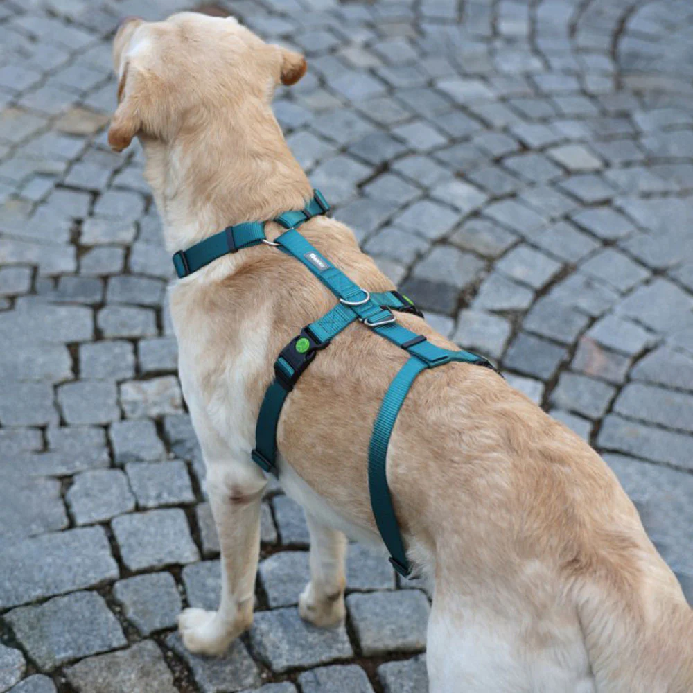 Pettorina antipanico Miami per cani - Image 9