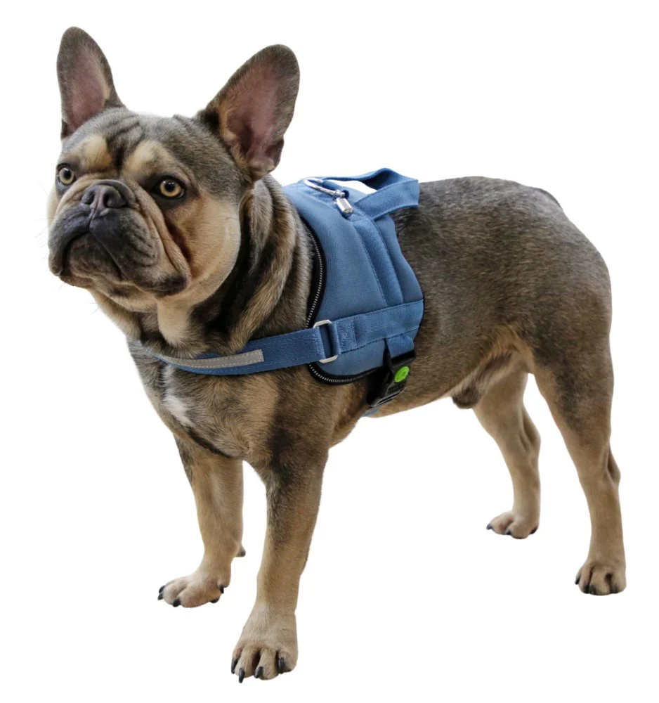 Pettorina Maestro 2.0 con Maniglia e Tubo Porta Indirizzo per Cani - Image 4
