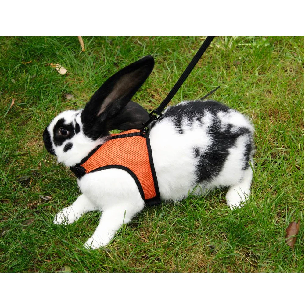 Pettorina per roditori sport guinzaglio flessibile 120 cm - Image 3