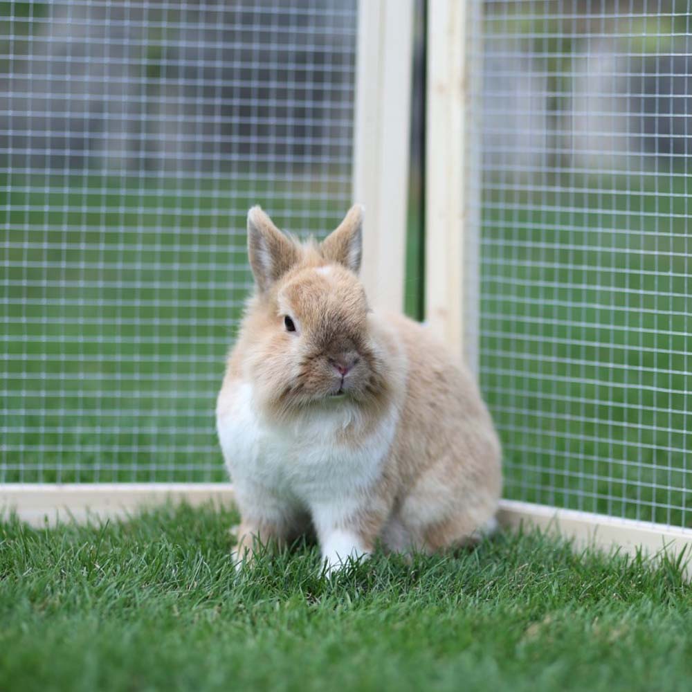 Recinto per Animali Vario da Esterno con Tetto e Rete - Image 10