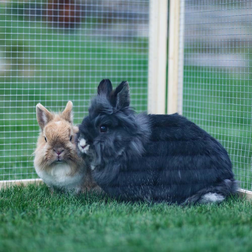 Recinto per Animali Vario da Esterno con Tetto e Rete - Image 11