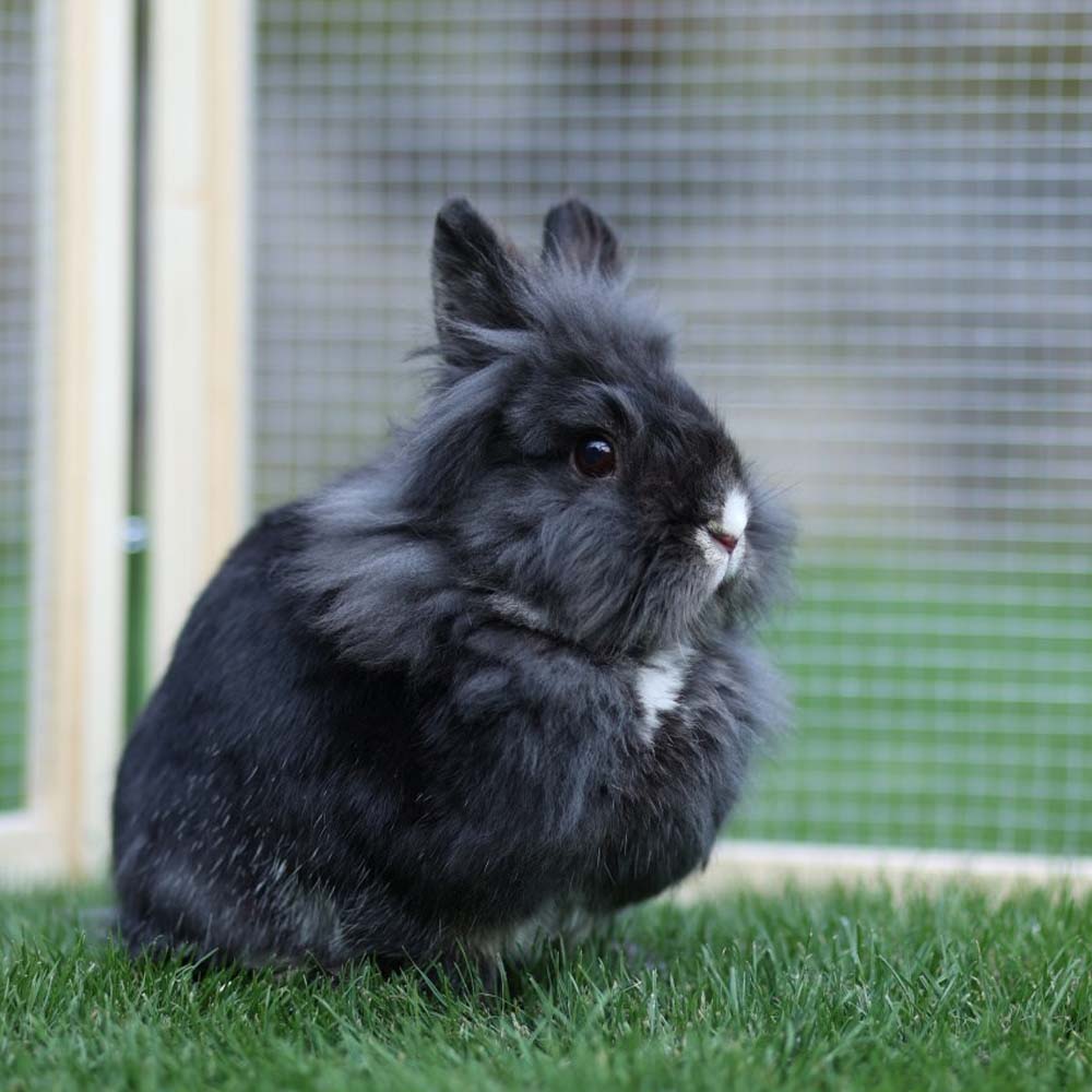 Recinto per Animali Vario da Esterno con Tetto e Rete - Image 12