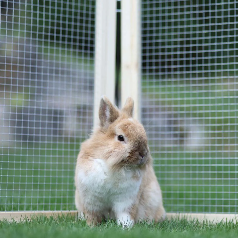 Recinto per Animali Vario da Esterno con Tetto e Rete - Image 9