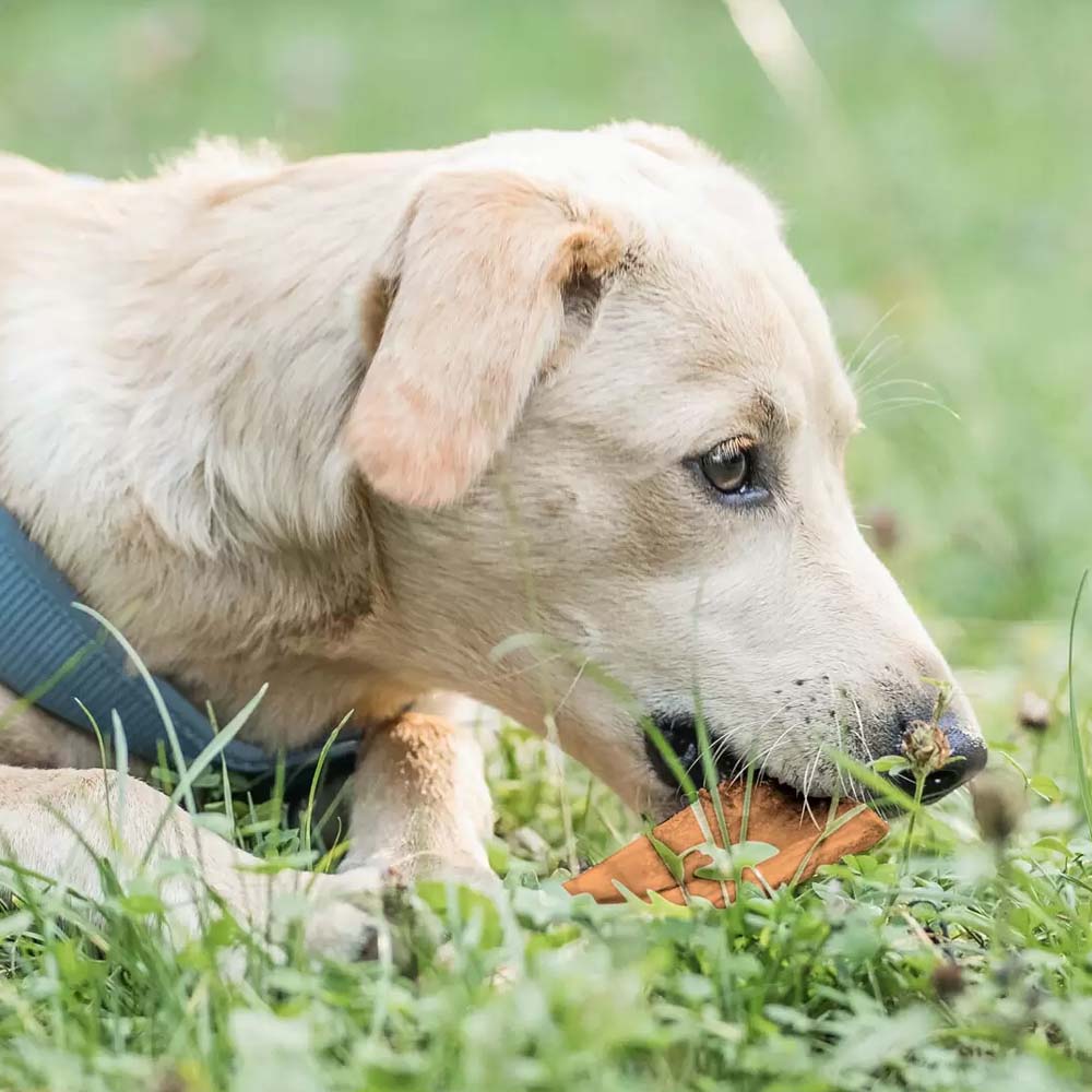 Rumine bovino essiccato per cani 500 gm - Image 4