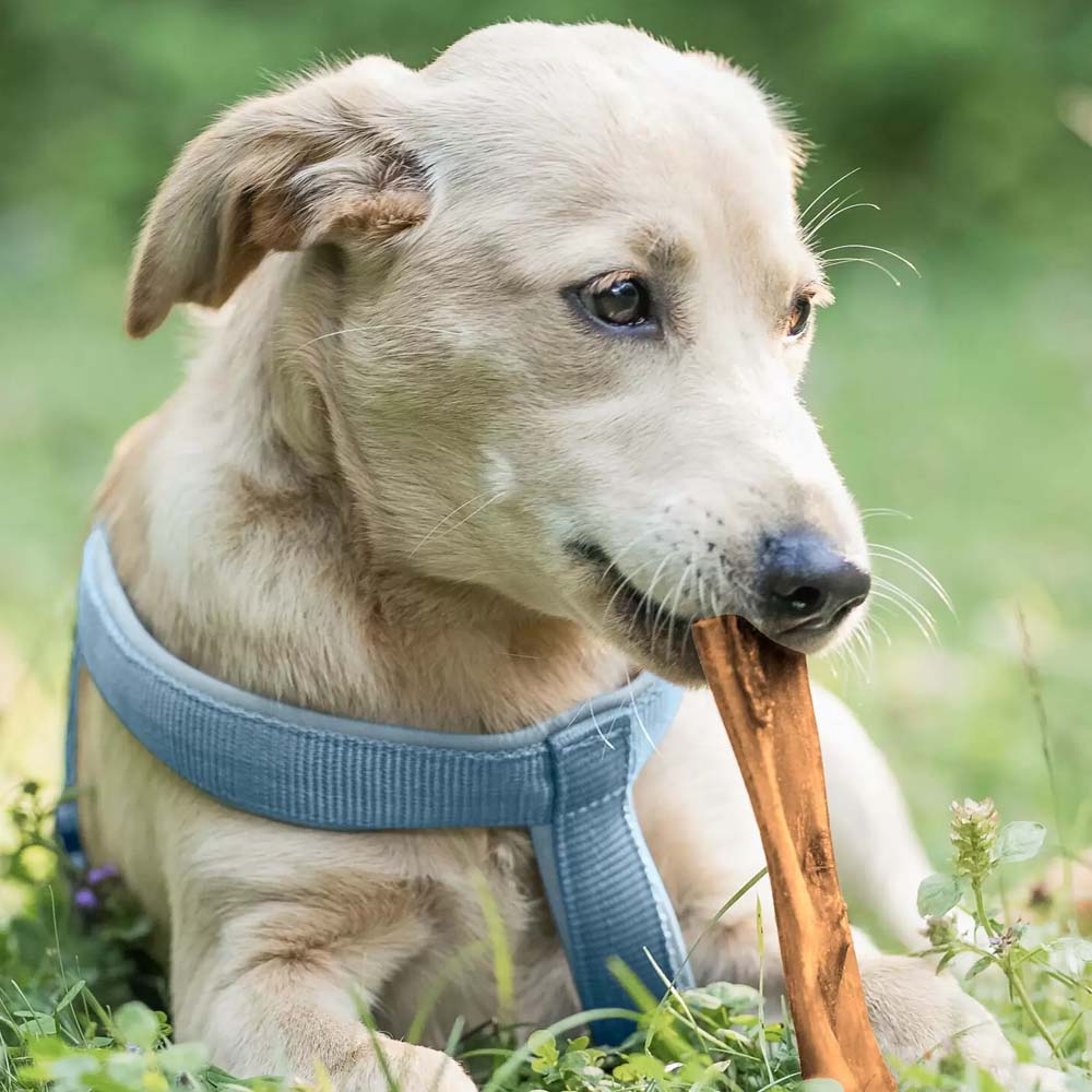 Rumine bovino essiccato per cani 500 gm - Image 6