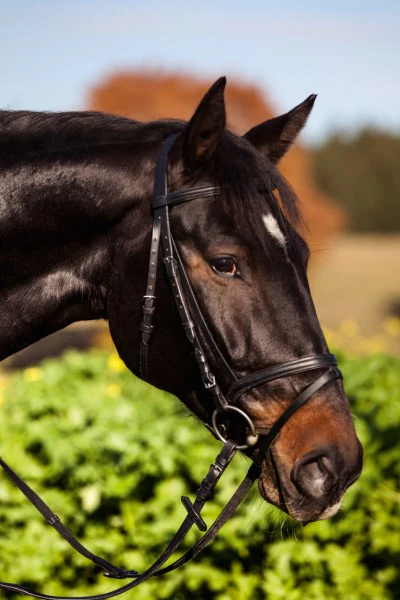 Snaffle Standard per Briglie - Image 10
