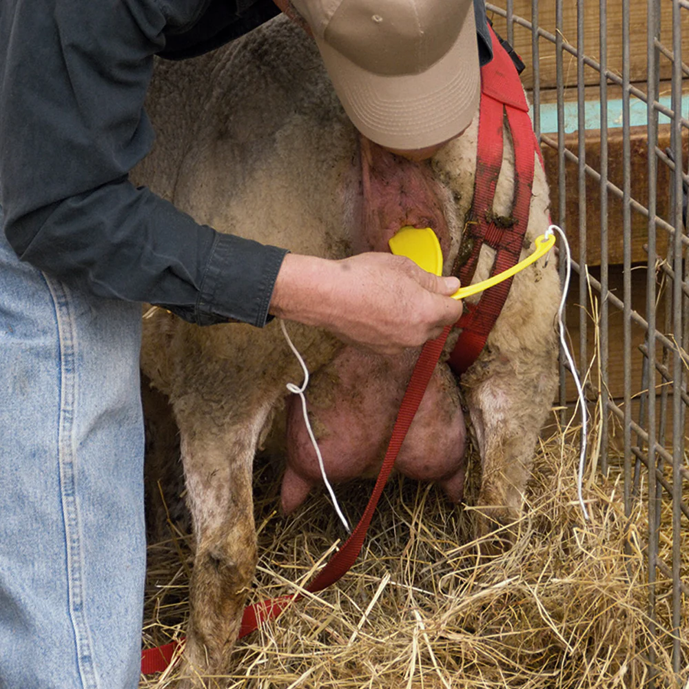 Supporto contro il prolasso uterino per pecore - Image 3