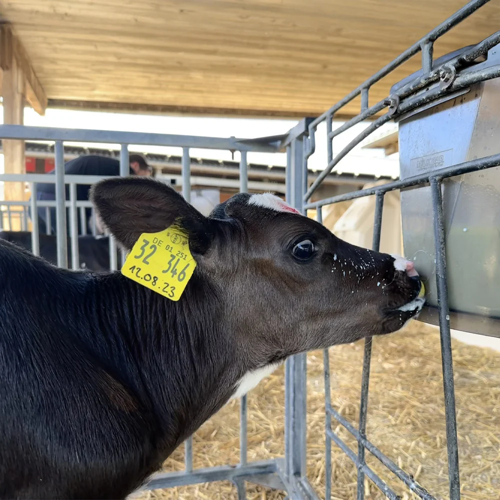 Tettarella Calf Buddy per Alimentazione Vitelli 10 Pezzi - Image 12