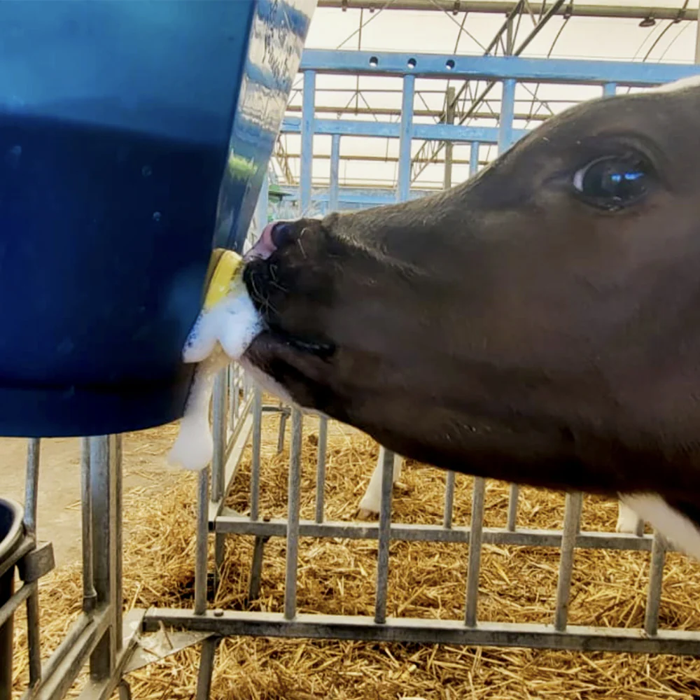 Tettarella Calf Buddy per Alimentazione Vitelli 10 Pezzi - Image 13