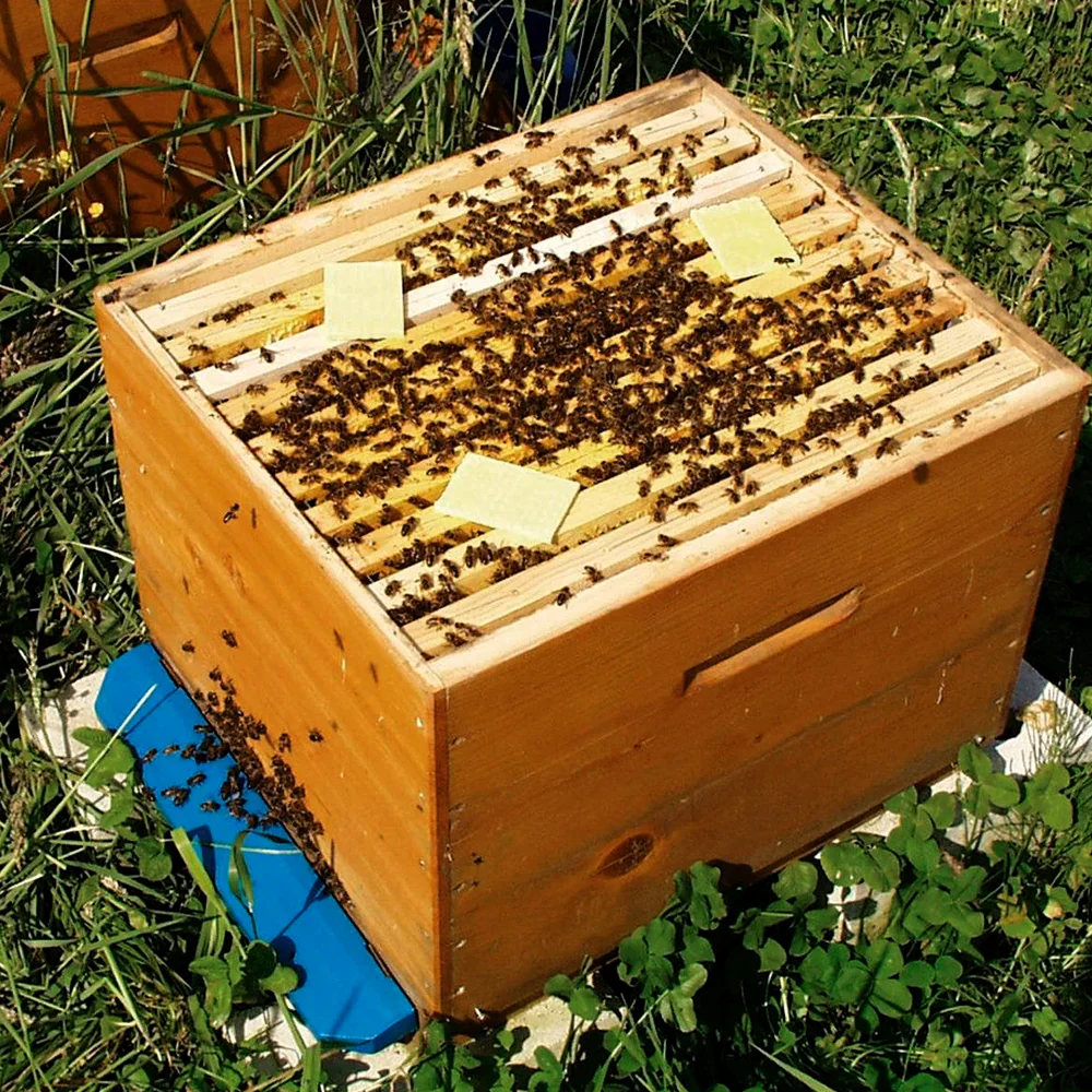 Thymovar strisce per il trattamento estivo contro la Varroa - 2 x 5 piatti - Image 10
