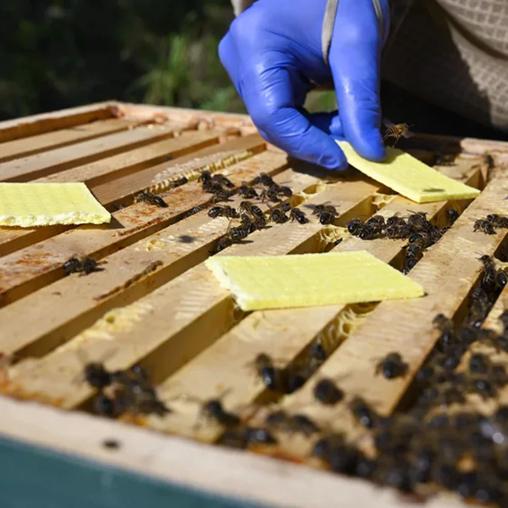 Thymovar strisce per il trattamento estivo contro la Varroa - 2 x 5 piatti - Image 9