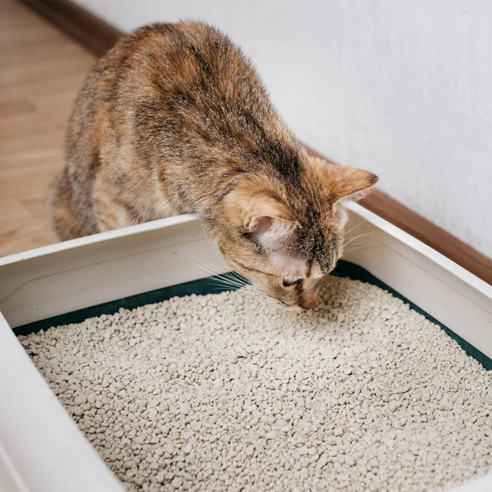 Toilette per gatti con bordo lettiera con cornic - Image 5