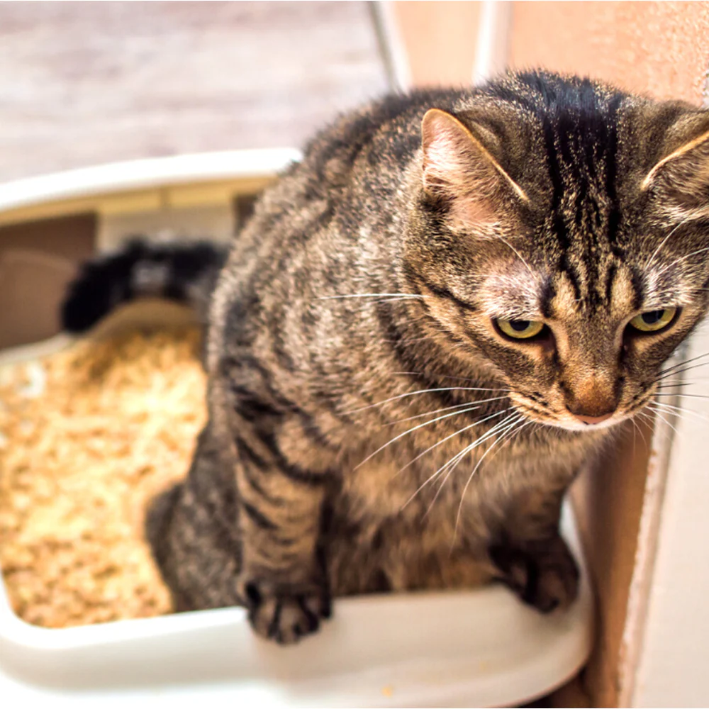 Toilette per gatti con bordo lettiera con cornic - Image 6