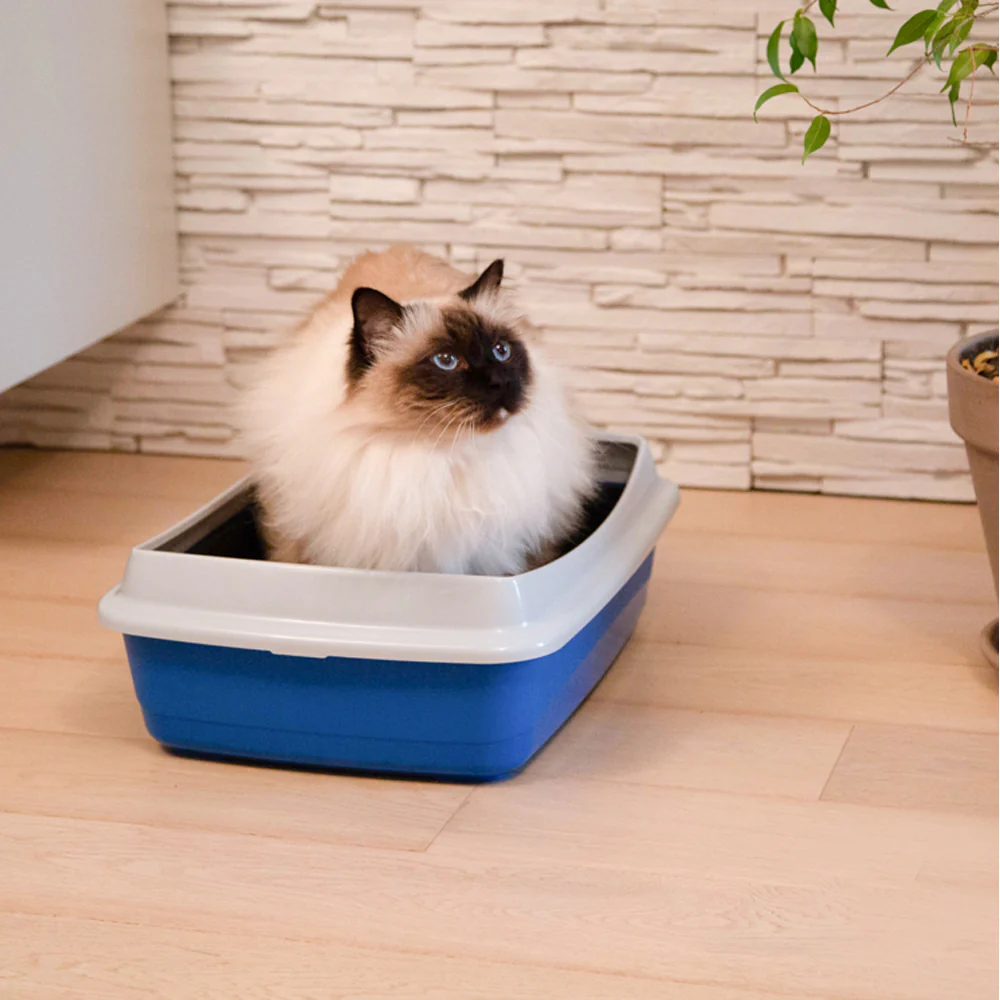 Toilette per gatti con bordo lettiera con cornic - Image 7