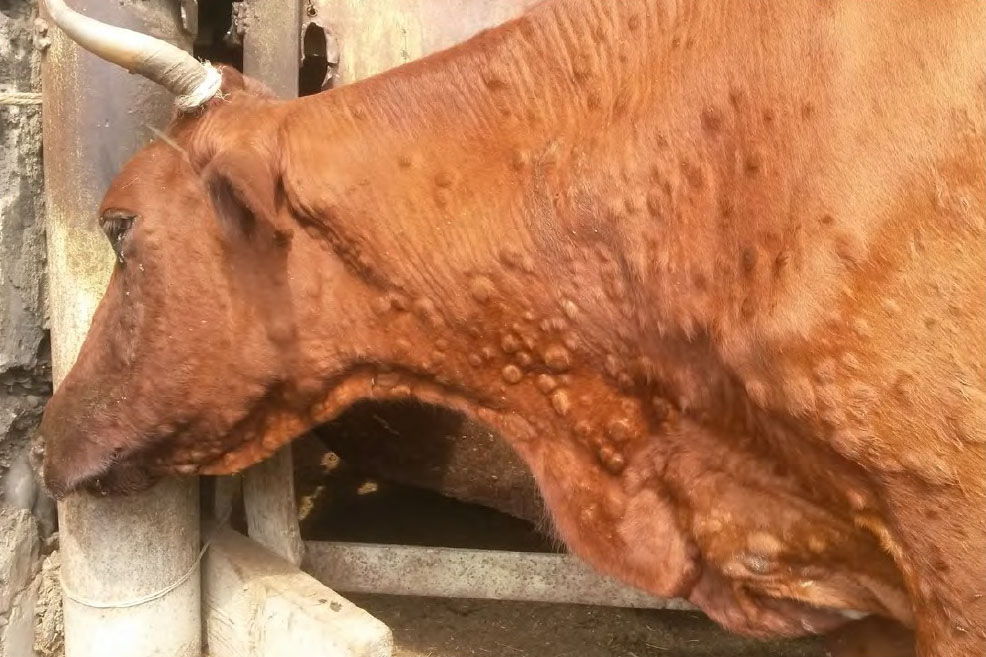 Top Repell repellente insetti, la migliore prevenzione contro i vettori della Blue Tongue e della “nuova peste bovina” la Dermatite Nodulare Contagiosa - 500ml - Image 5